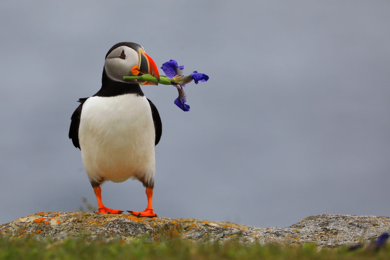 View Puffin by Stephen Ho