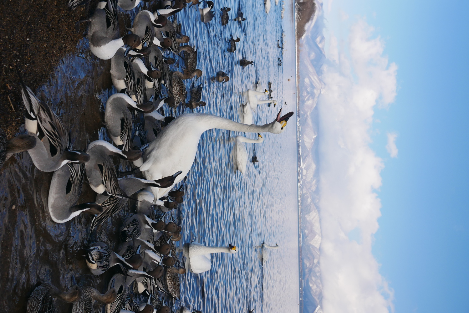 View Migratory birds at a lake in winter by Yingtong Quek