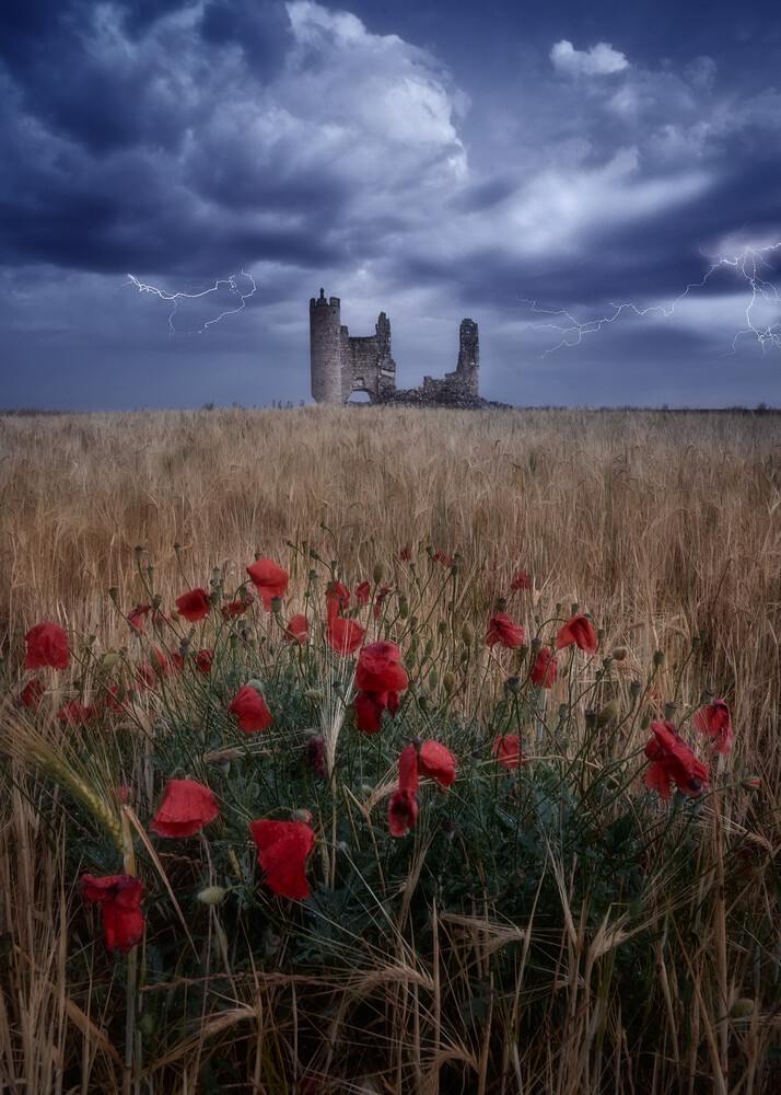Red poppies in wheat field with ruined stone structure under stormy sky
