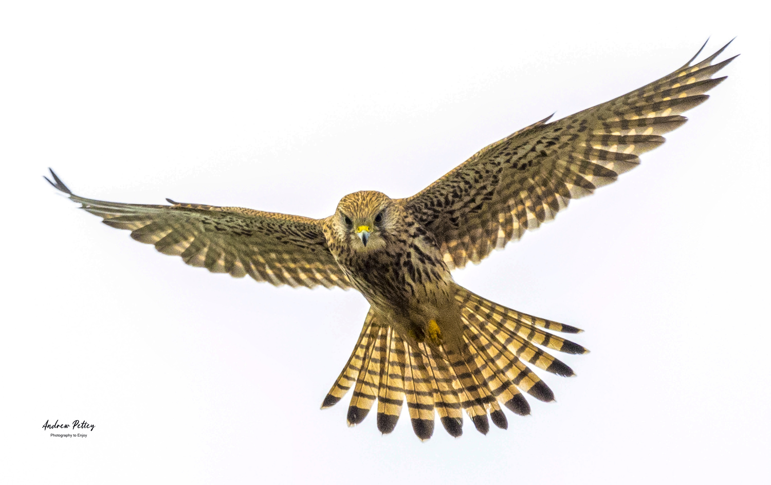 View Feathers by Andrew Pettey