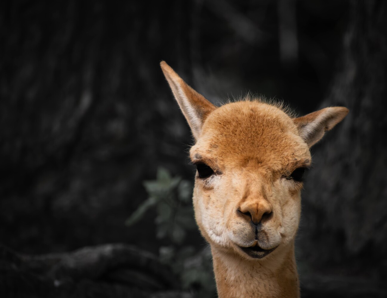 Close-up portrait of a tan alpaca with pointed ears against a dark blurred background
