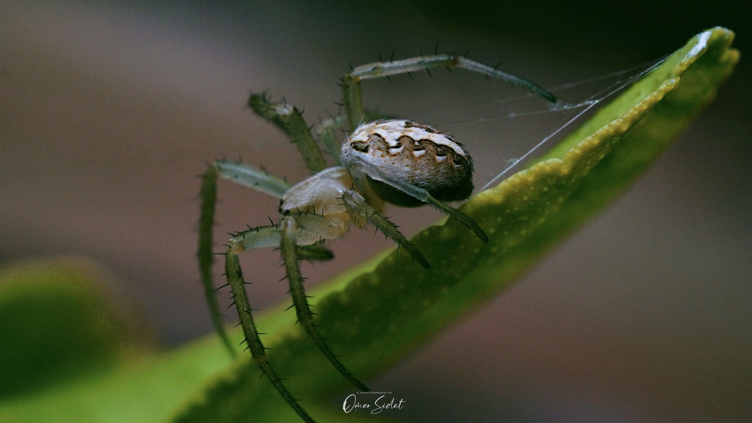 View Humped Orb Weaver Spider on my Lemon Plant by Omer Sidat
