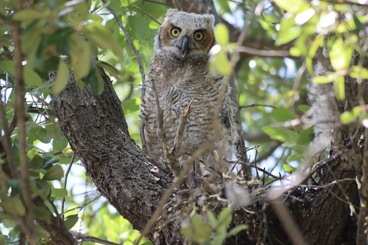 View Great Horned Owlet by Scott Baker