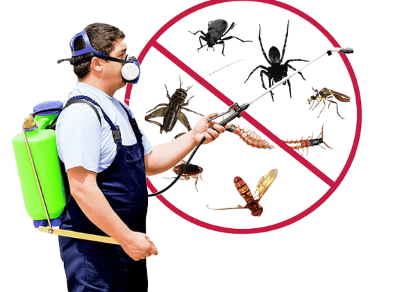 View The Best Pest Control Services For New Homes by MDK Pest