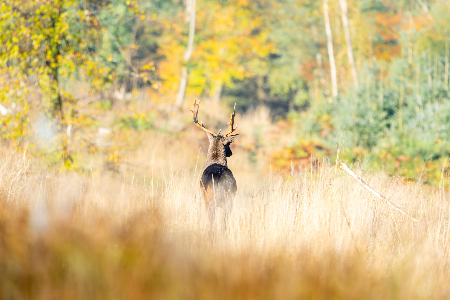A buck deer with large antlers standing with its back to the camera in tall golden autumn grass, with blurred fall foliage behind.