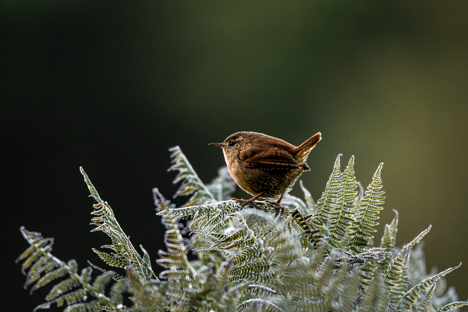 Small reddish-brown wren with its tail cocked up, perched on a frosted fern against a soft, dark green background.