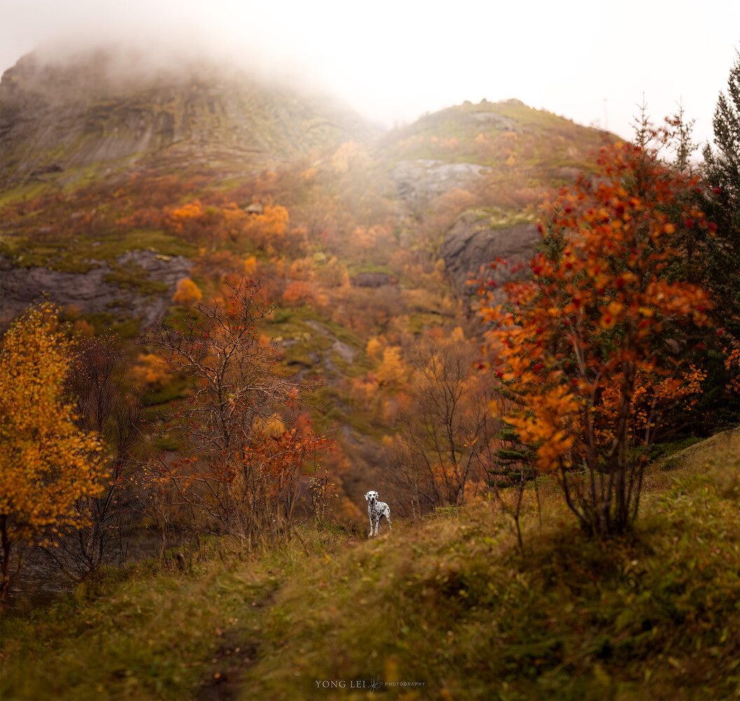 Person standing on hillside surrounded by golden autumn foliage in misty mountain valley