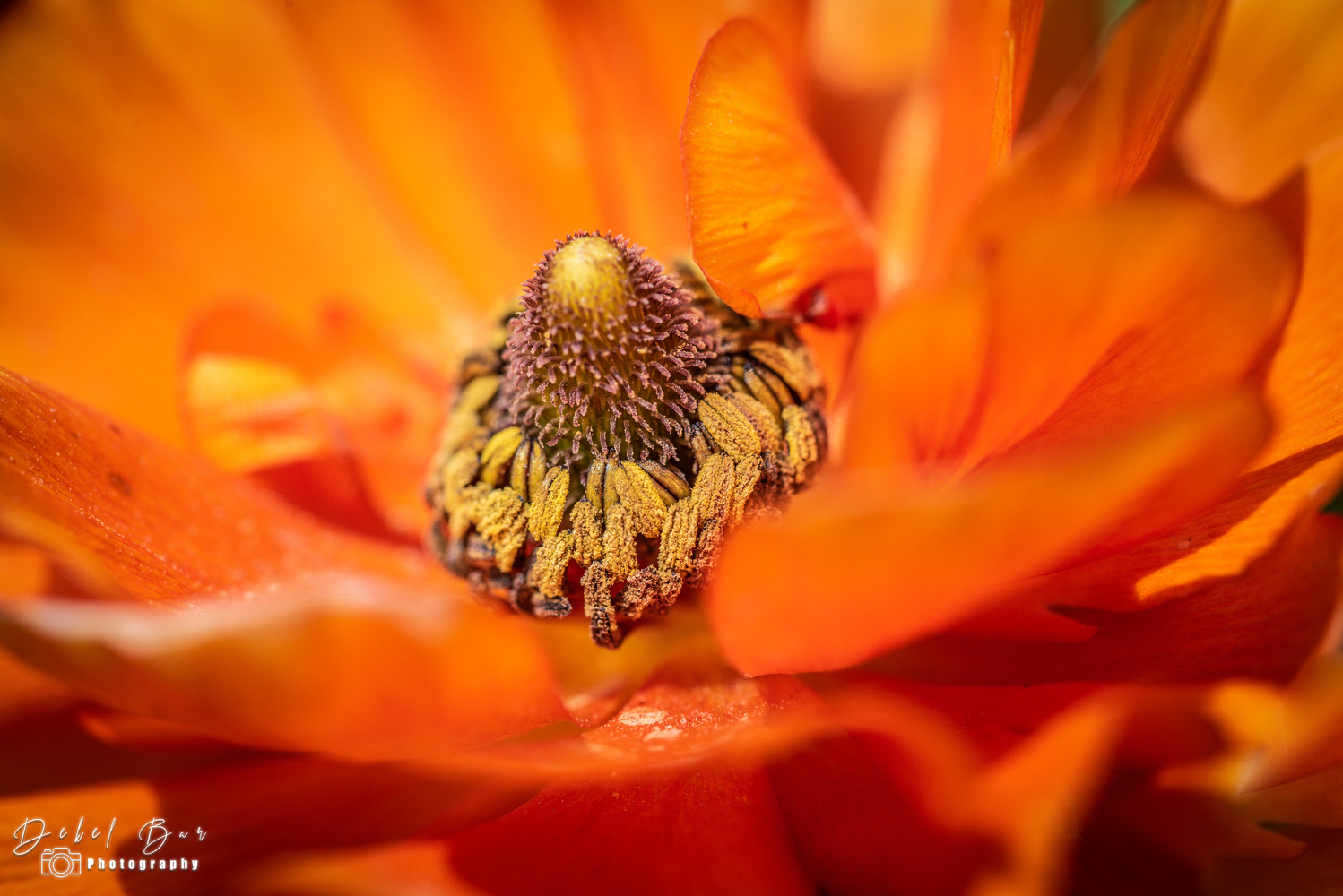 View Orange flower by Dekel Bar
