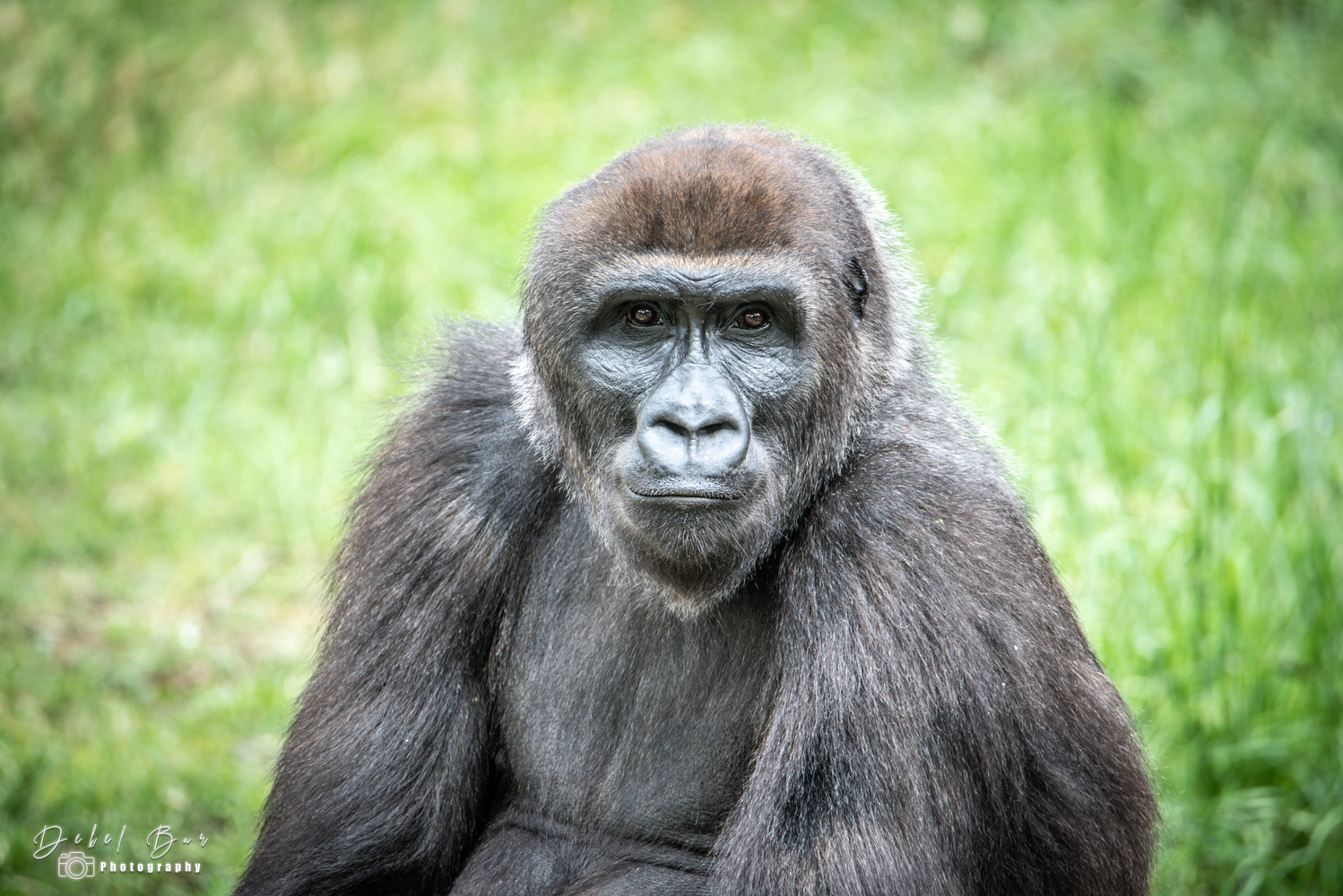 View Gorilla by Dekel Bar