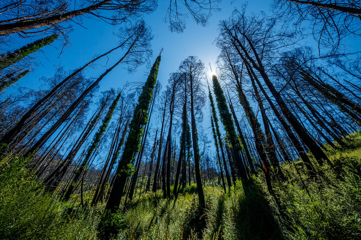 Tall coniferous trees shot from below against bright blue sky with sun