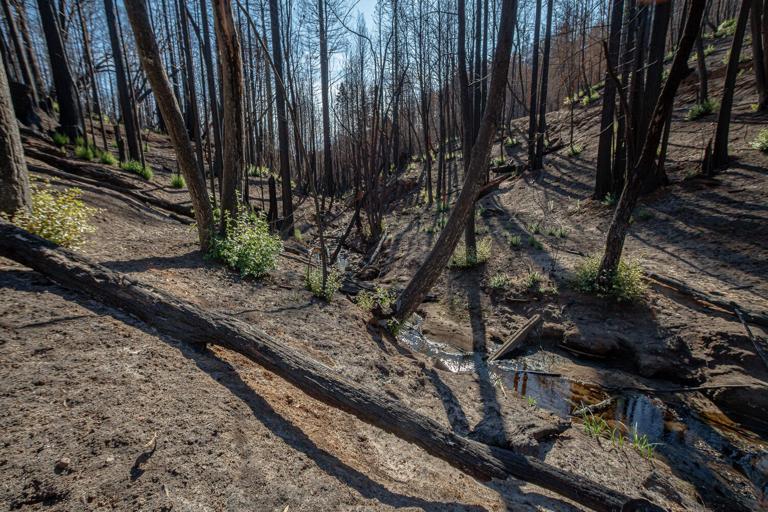 Forest path with burned tree trunks casting shadows on bare ground and small stream