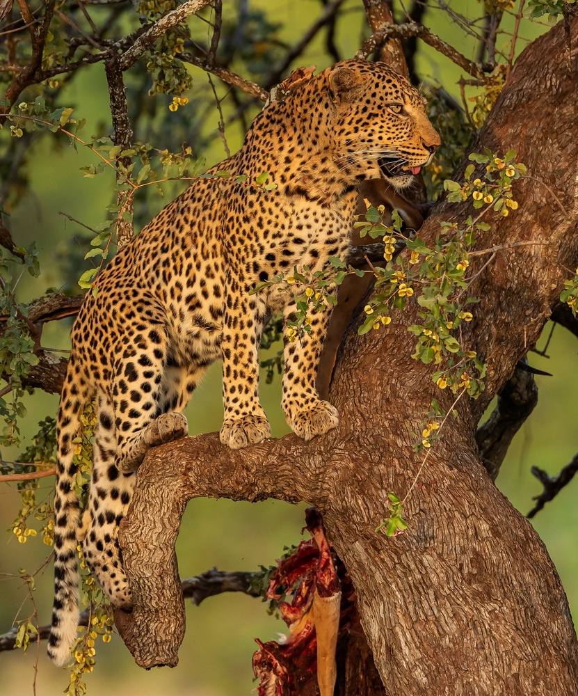 View Leopard by Johan Kloppers