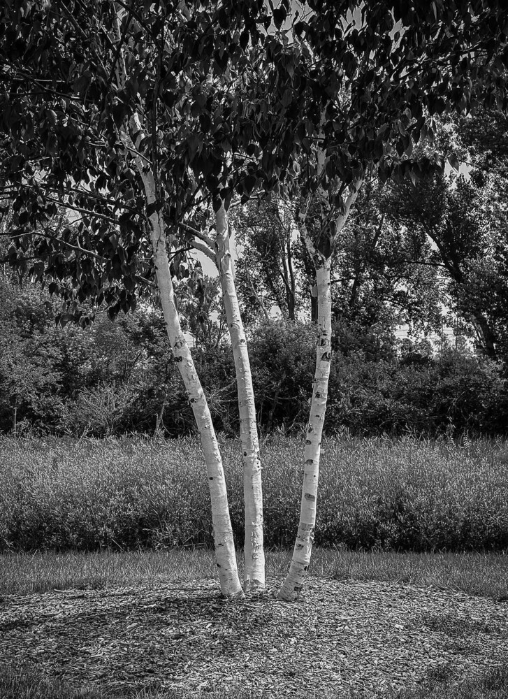 Three white birch tree trunks in a black and white forest composition