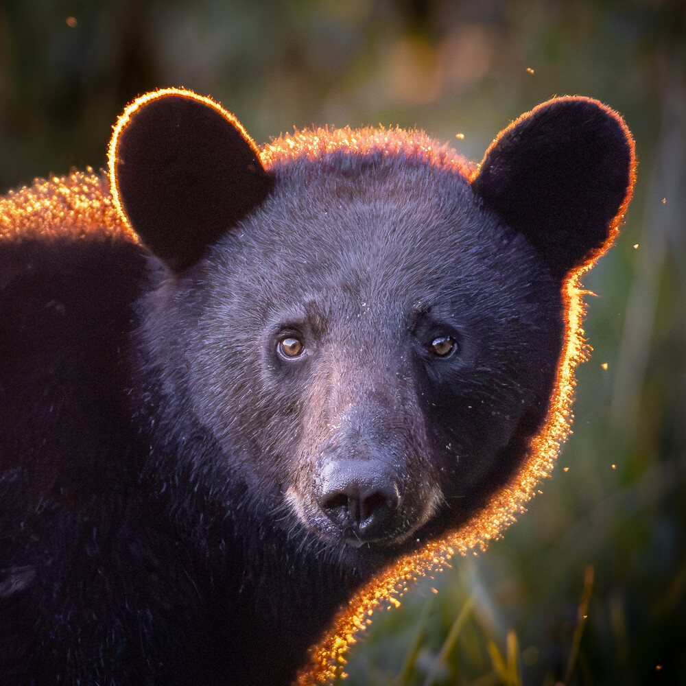 Black bear cub's face illuminated by warm golden backlight against soft blurred background