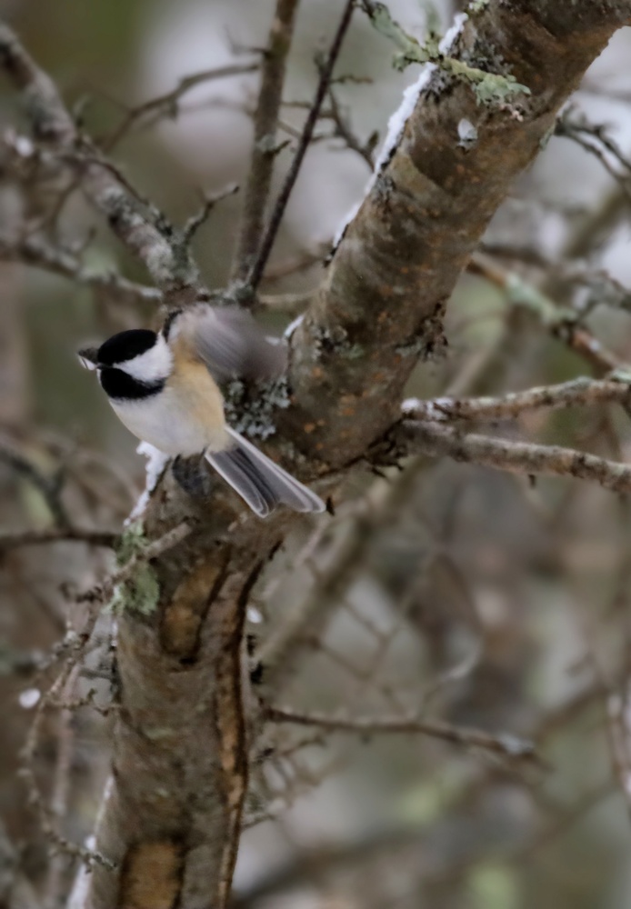 View Chickadee by Jennifer Finley