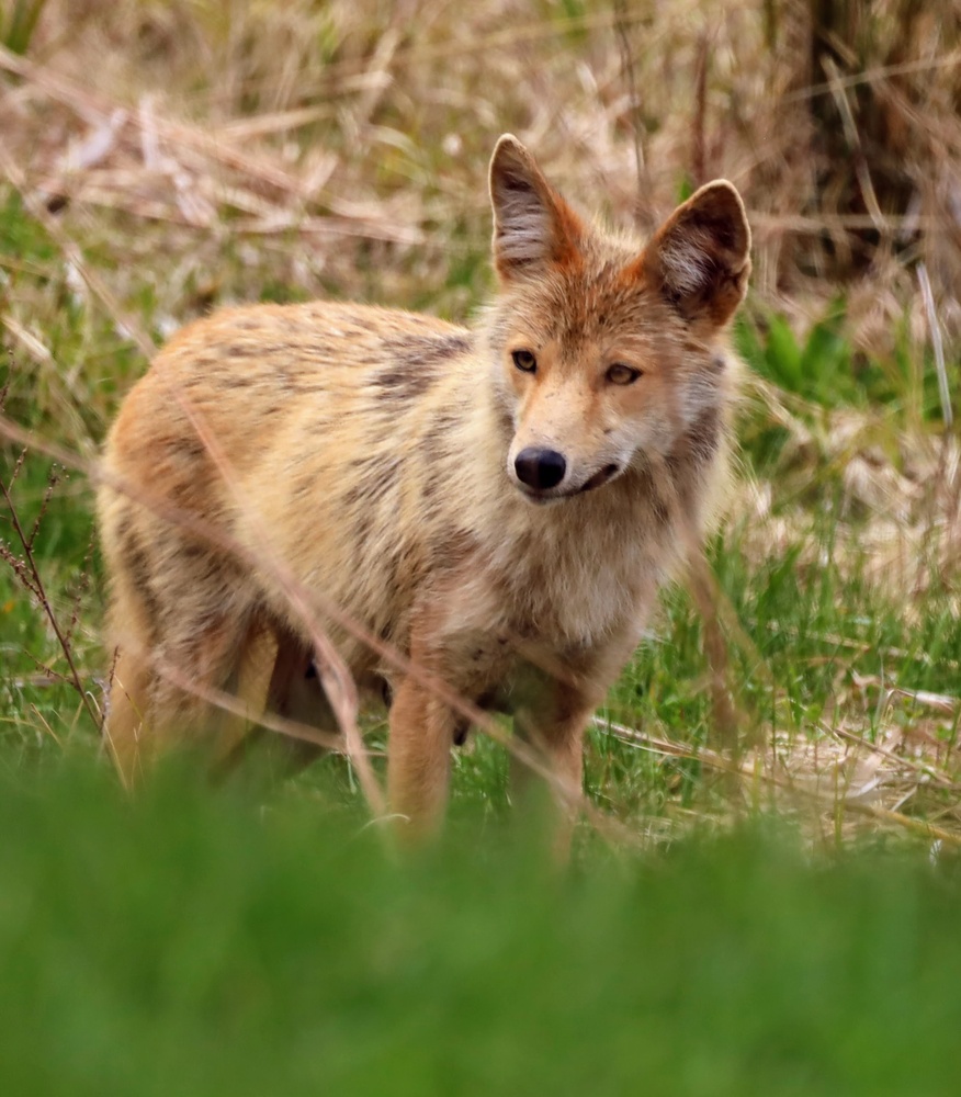 View Beautiful Coyote by Jennifer Finley