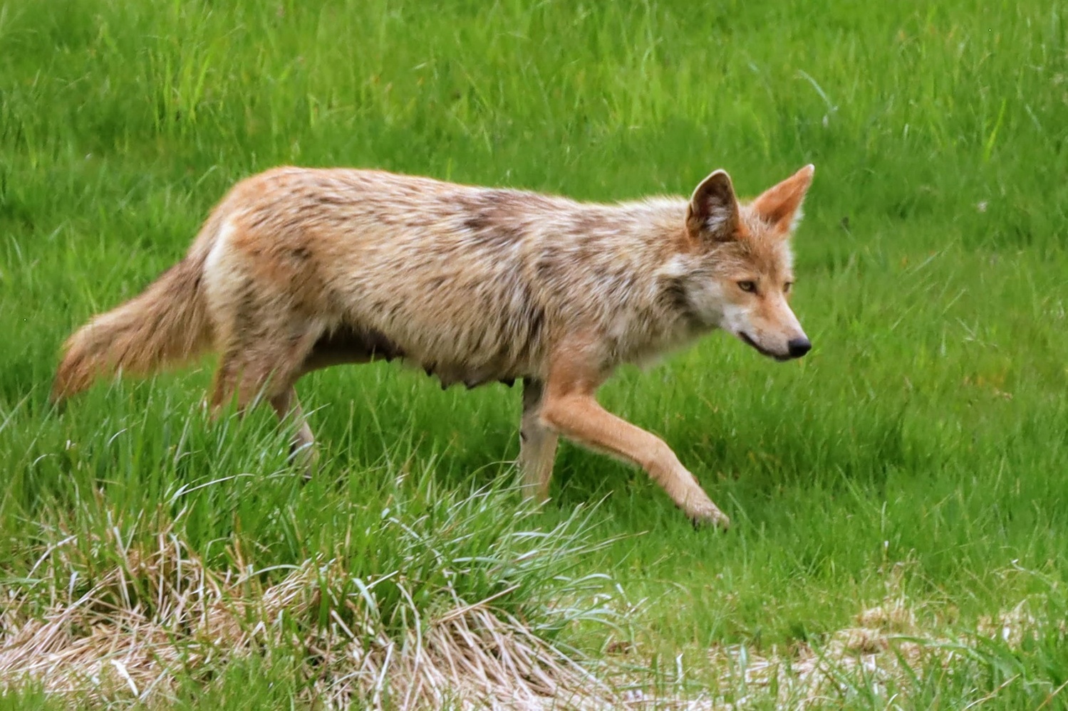 View Beautiful female Coyote by Jennifer Finley