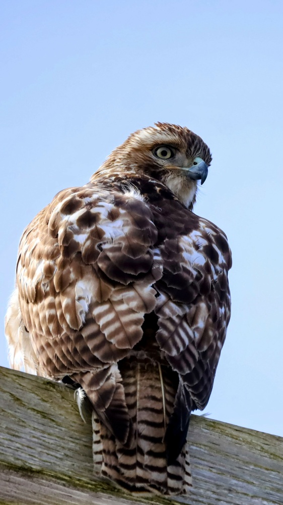 View Beautiful hawk by Jennifer Finley