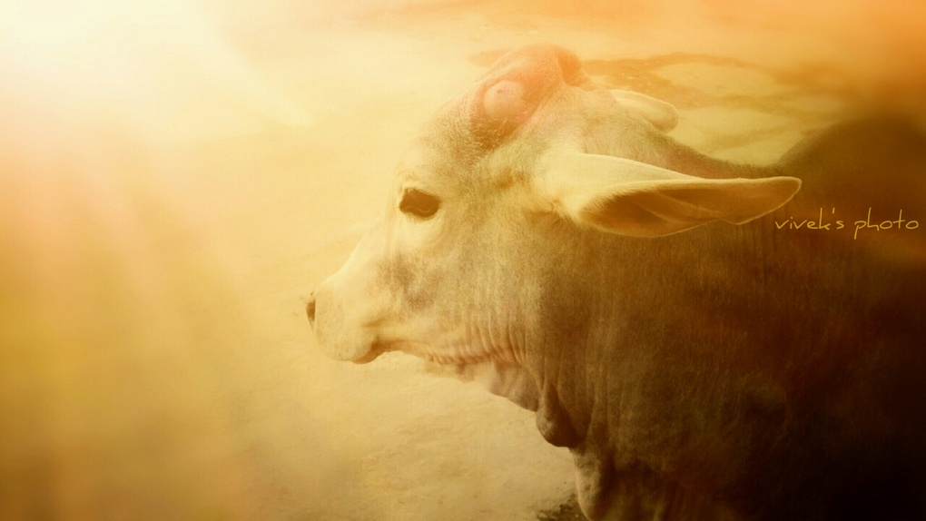 View A cow in Forest by vivek samadhiya