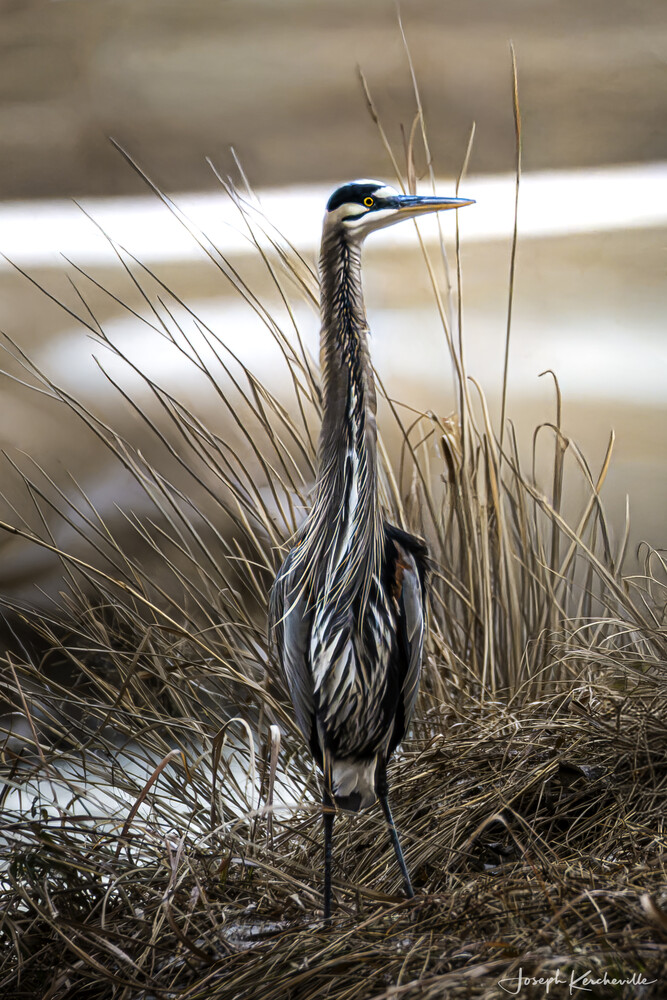 Great blue heron standing upright among tall dry reeds beside a softly blurred pond or marsh.