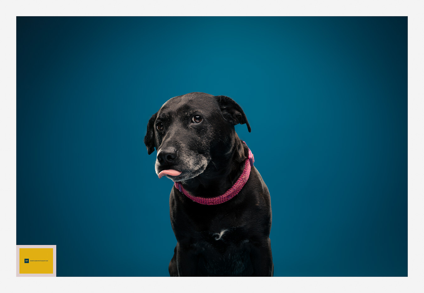 Black dog wearing a pink collar against a solid teal blue background