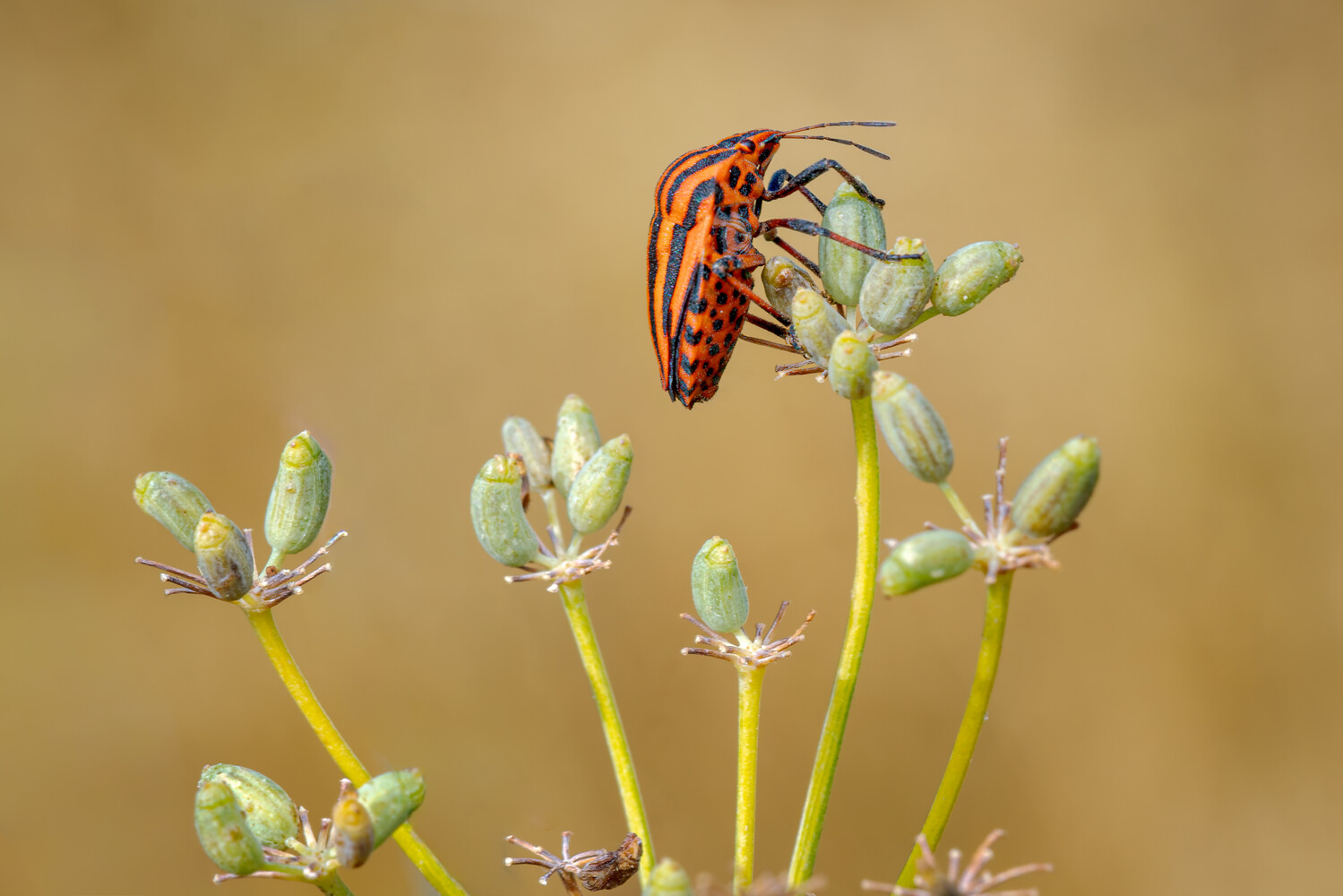 Red and black striped insect perched on green plant buds against tan background