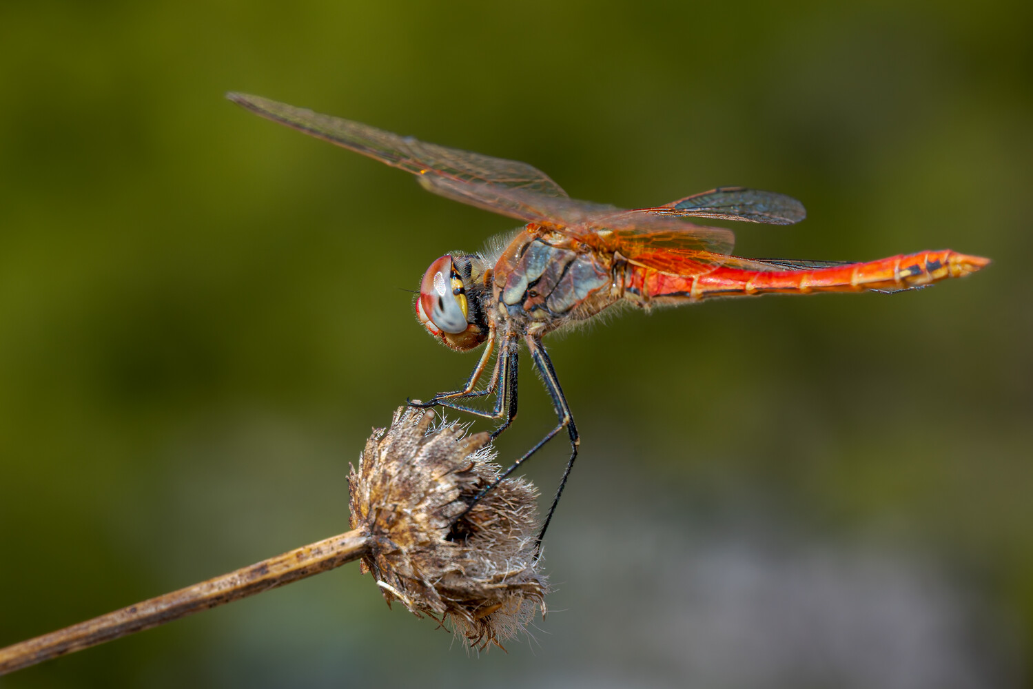 Red dragonfly perched on a brown seed pod with blurred green background