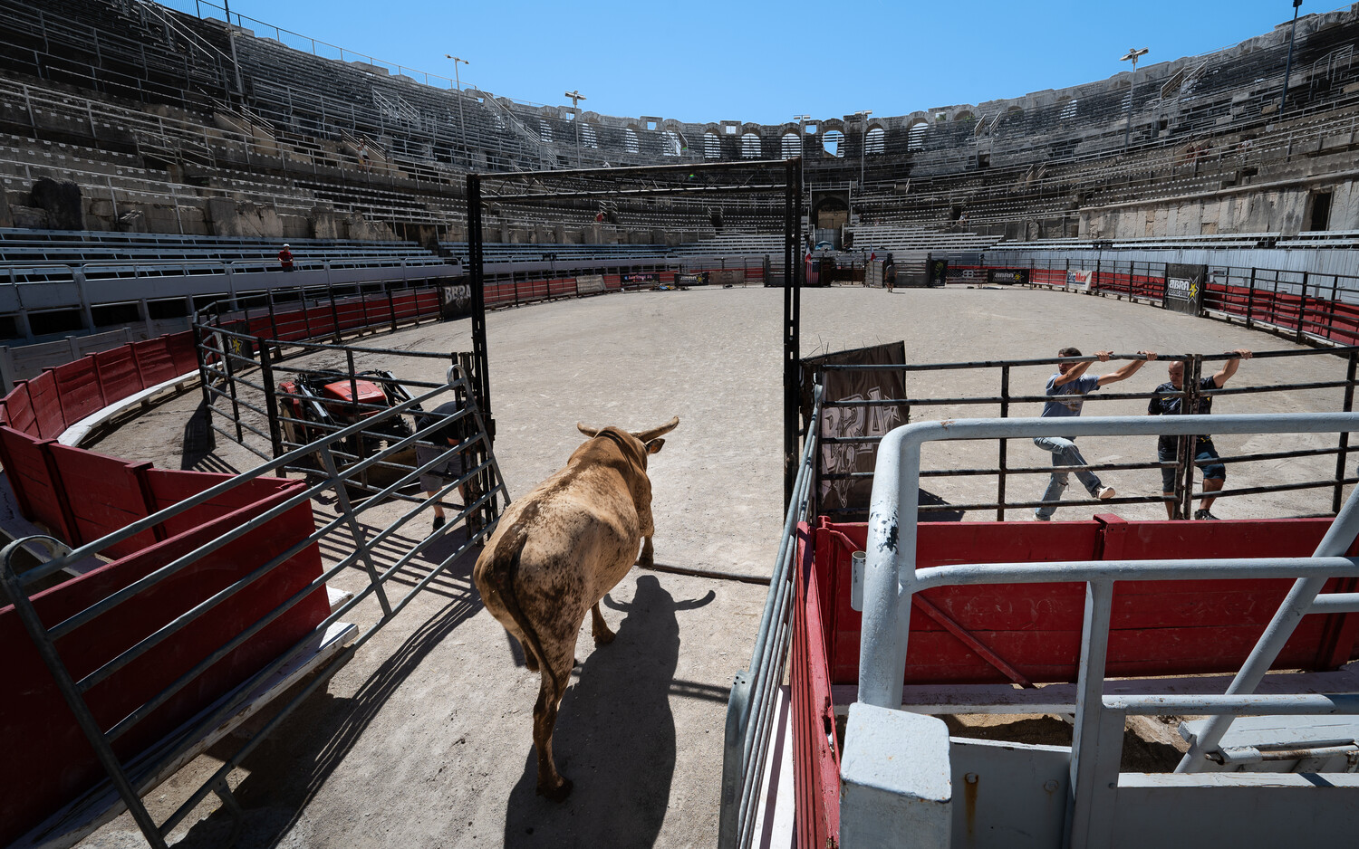 Bull in arena pen with rodeo grounds and spectator stands in background