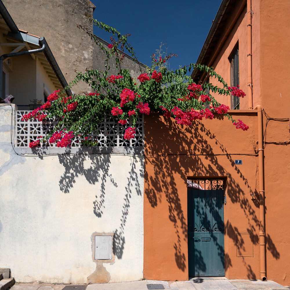 Vibrant magenta bougainvillea cascading over a white and terracotta building facade with blue door