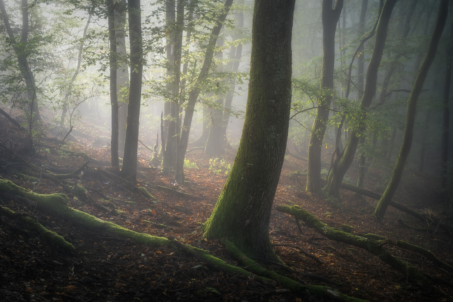 Misty forest with tall trees and moss-covered trunks along a sunlit woodland path