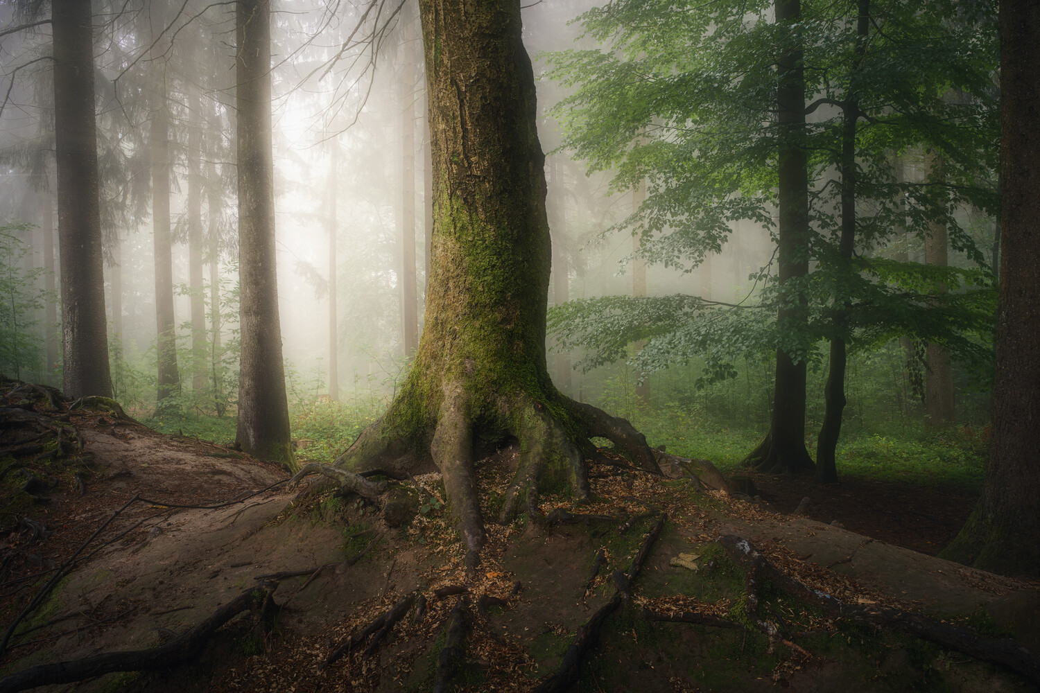 Misty forest with moss-covered tree trunk and exposed roots in foreground