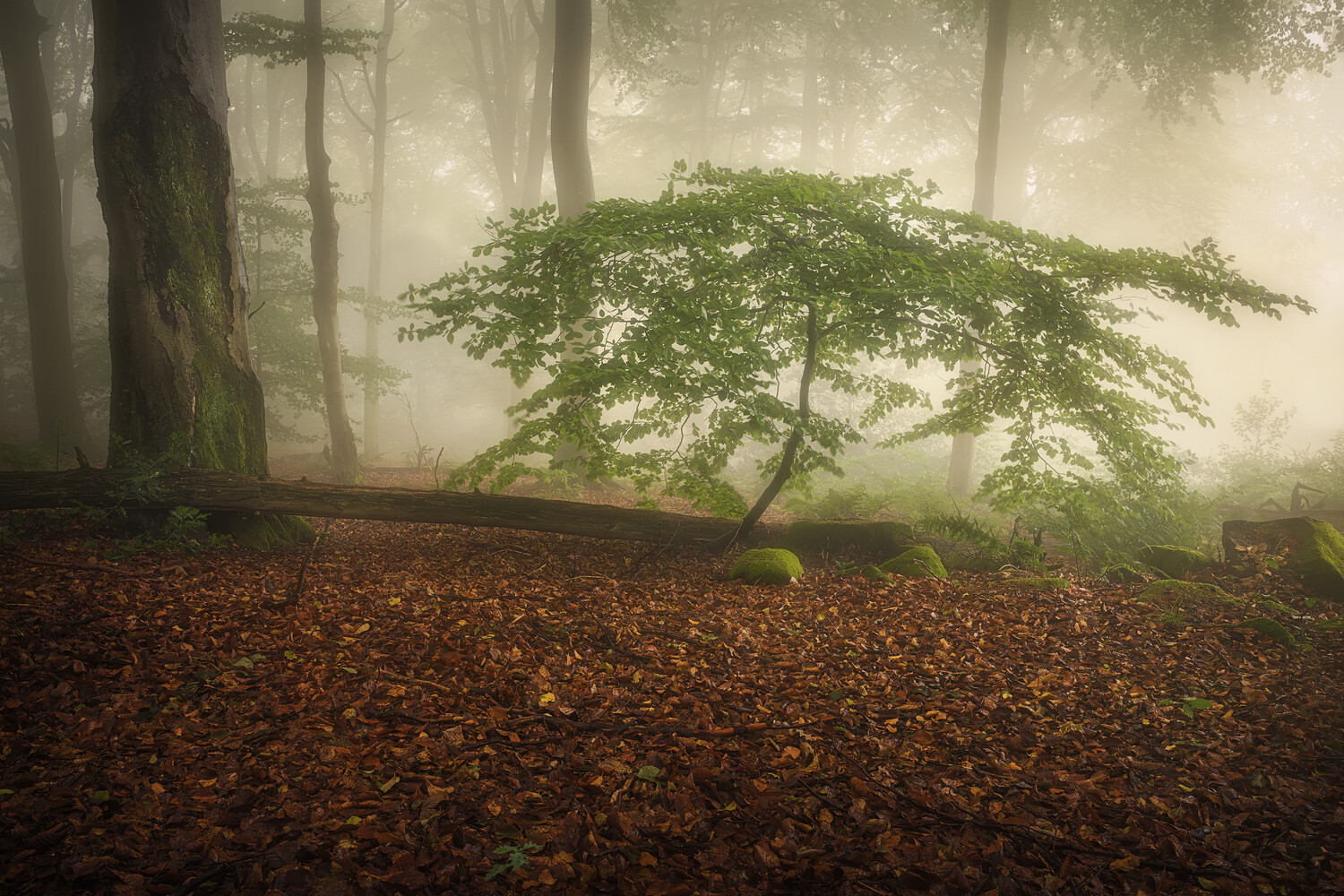 Young tree with spreading canopy in misty forest with fallen leaves covering the ground