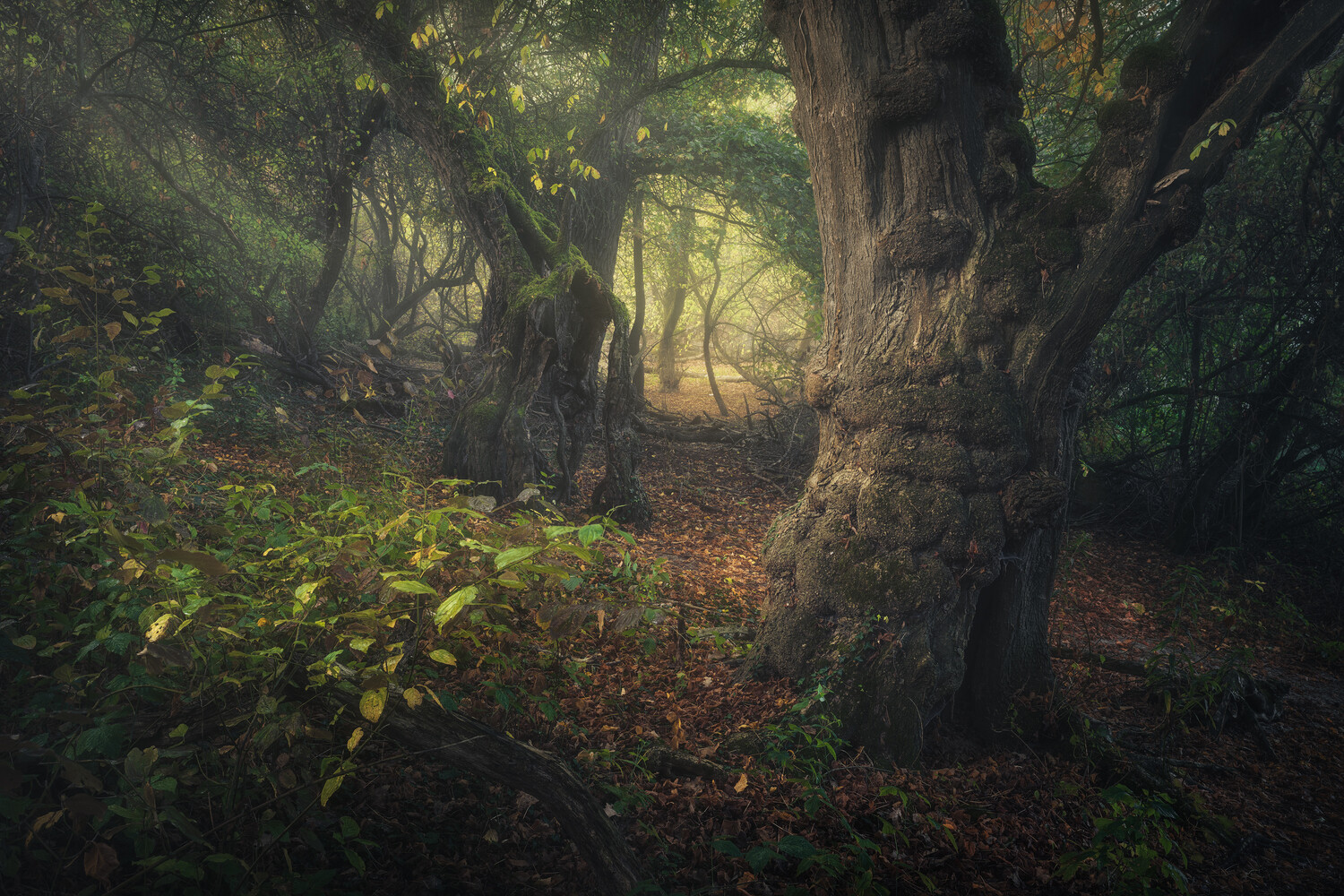 Misty forest path lined with gnarled, moss-covered ancient trees and fallen autumn leaves, with soft light glowing through the fog ahead.