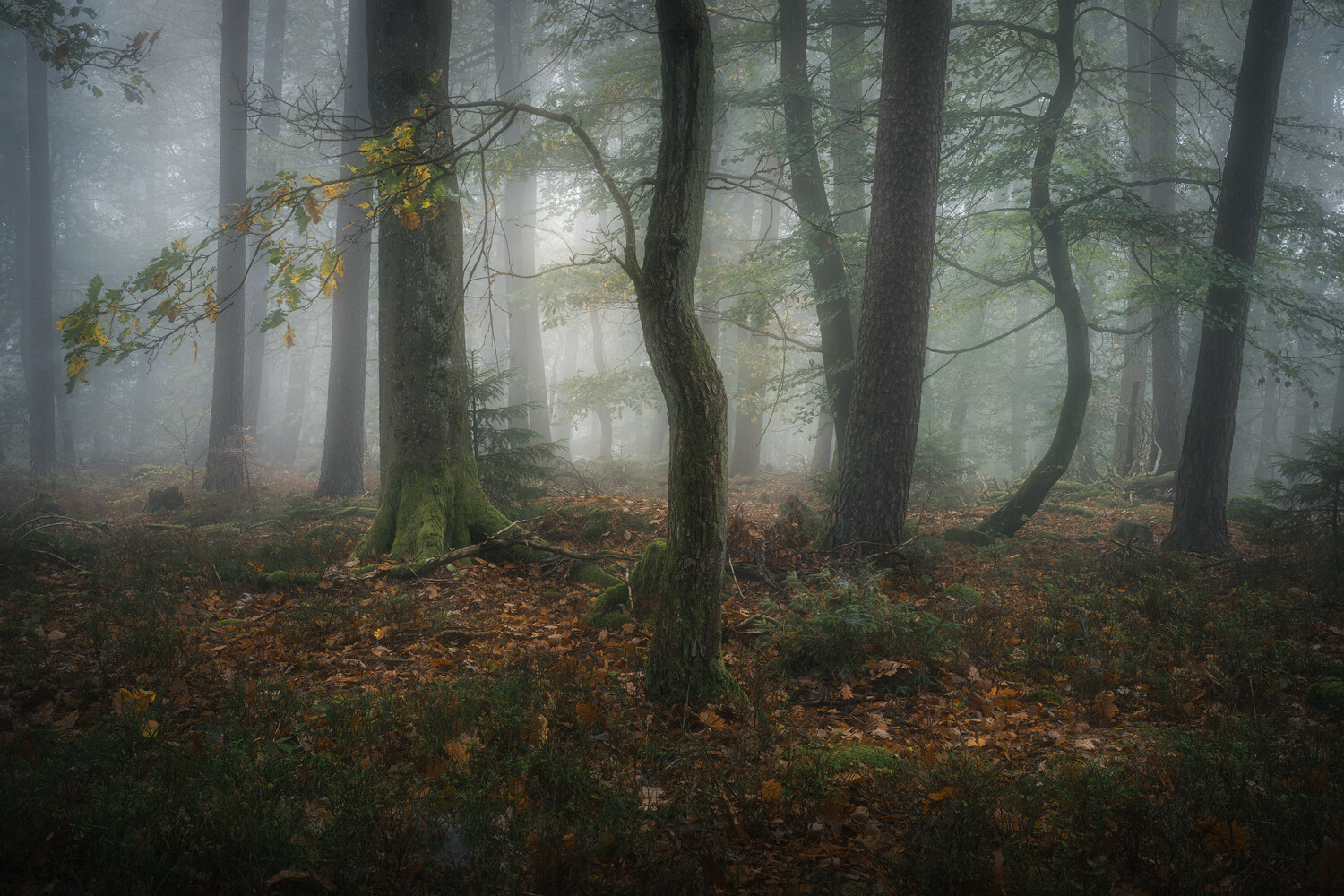 Misty autumn forest with slender trunks, a curved tree in the foreground, and fallen orange leaves on the mossy ground.
