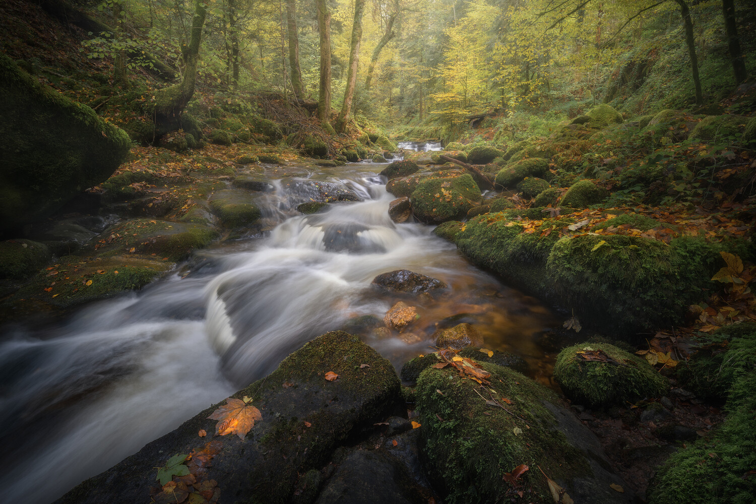 Rushing stream flowing over mossy rocks through an autumn forest with orange fallen leaves and soft golden foliage
