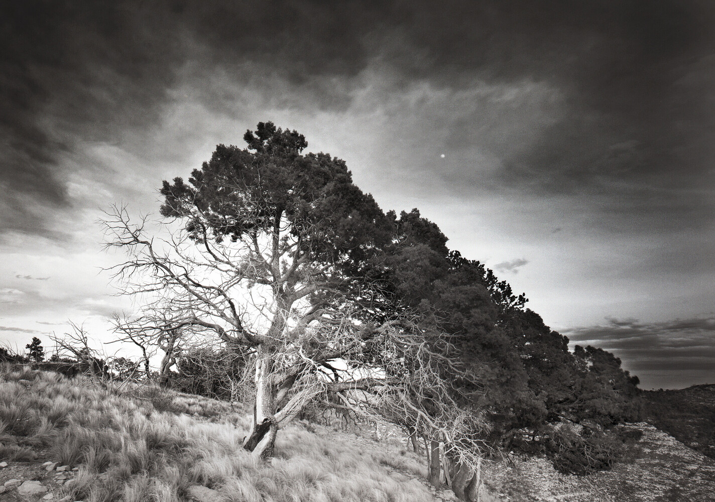 Gnarled tree with bare branches stands in arid landscape under dramatic stormy sky