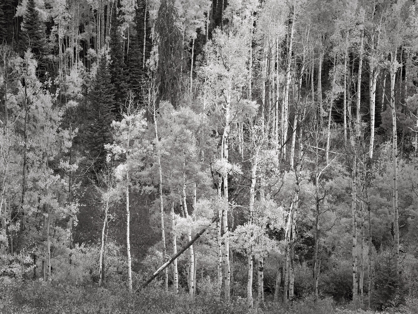 Dense forest of tall aspen trees with white trunks shot from below in black and white