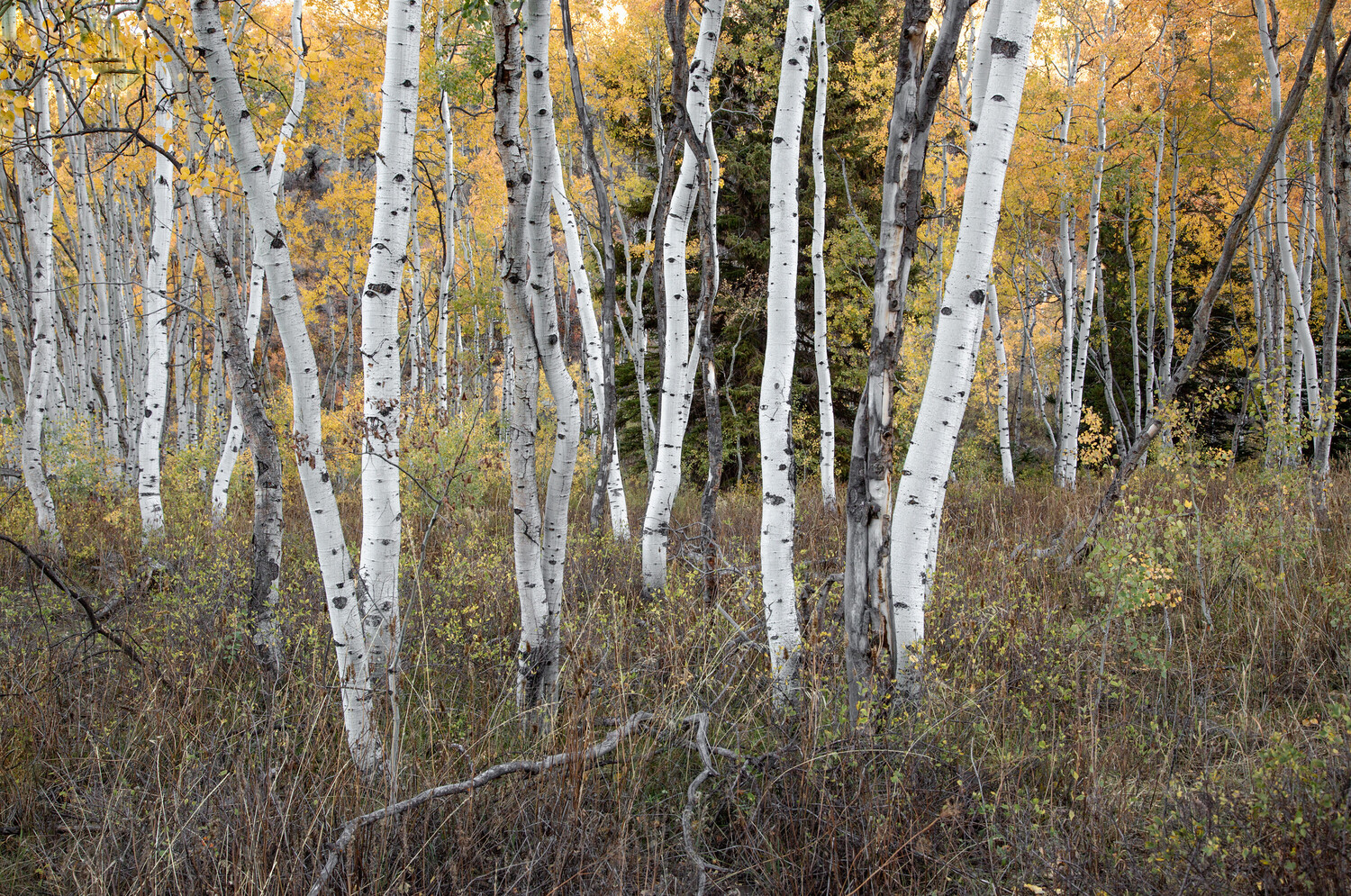 Birch trees with white bark and golden autumn foliage in dense forest