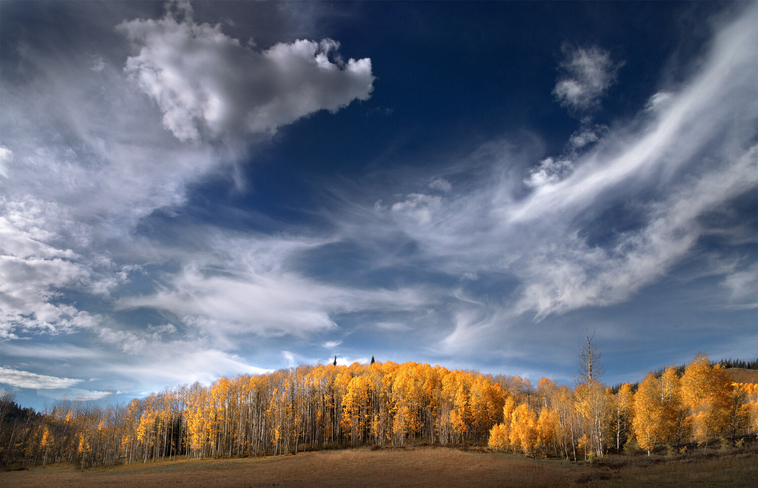 Hillside of golden aspen trees under a deep blue sky with wispy cirrus clouds and a cumulus cloud at upper left.
