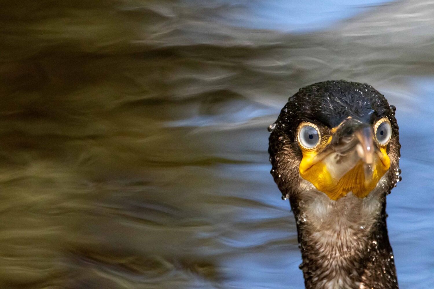 Close-up of a wet cormorant with orange-yellow facial skin and pale eyes staring straight at the camera, with blurred water behind it.