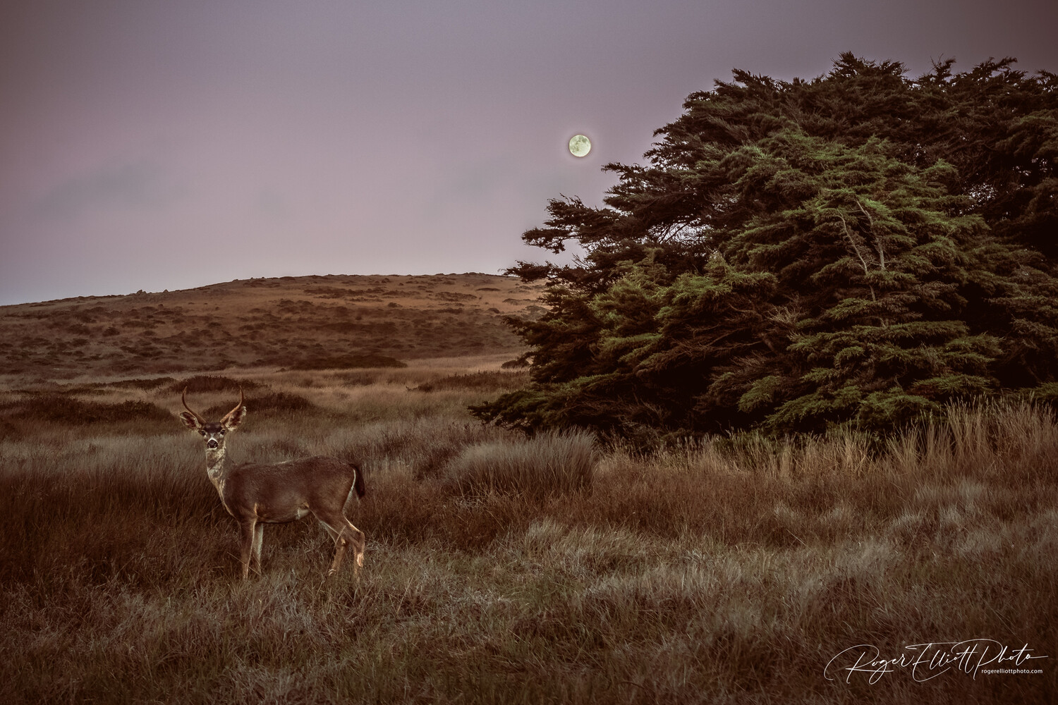 Deer standing in windswept grassland with dense evergreen trees and moon in twilight sky