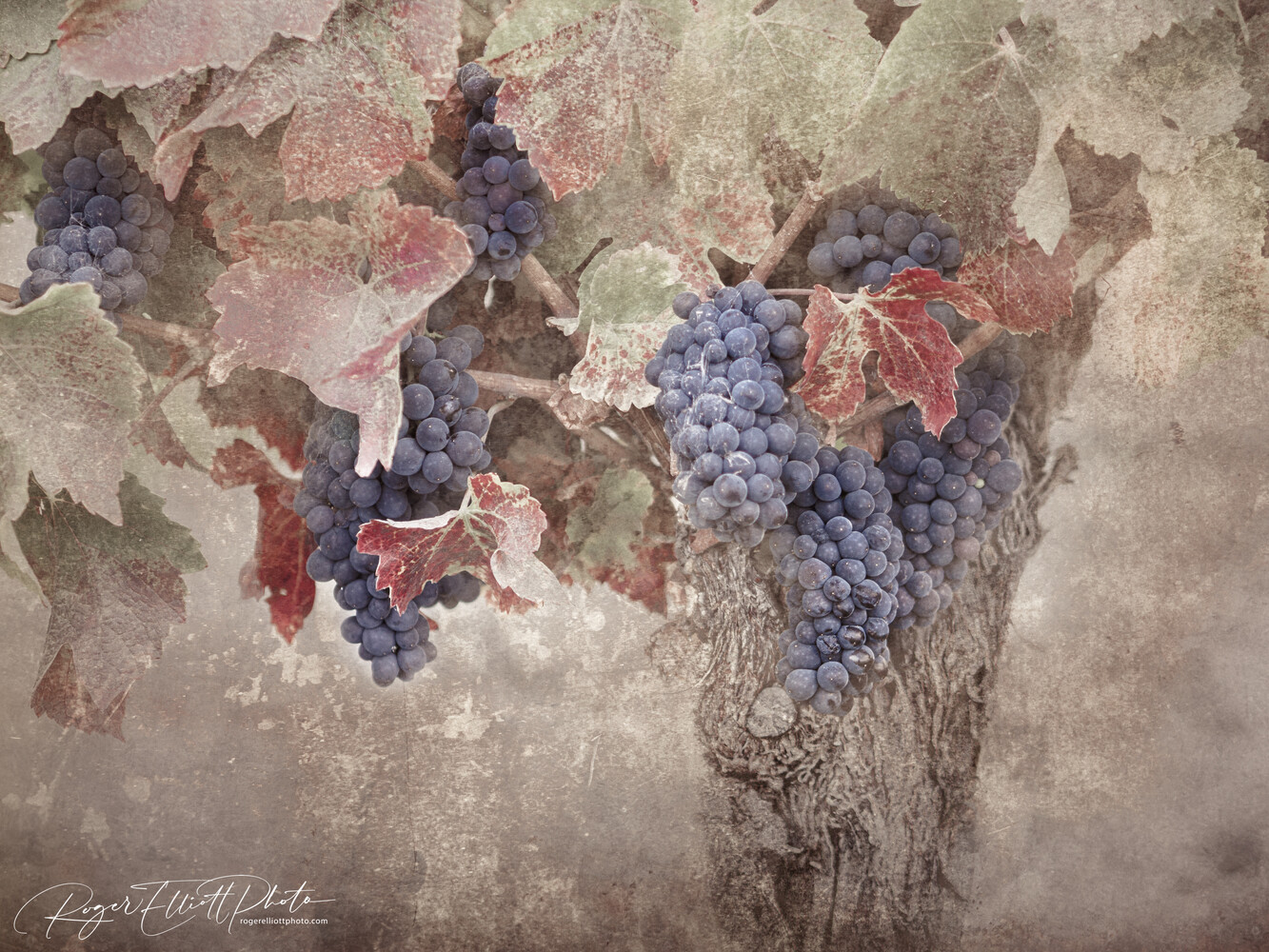 Textured artistic illustration of grapevine with dark blue clusters and reddish autumn leaves against weathered background