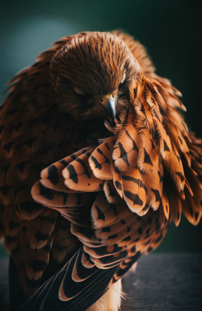 View Untitled 1 by AJ Howard