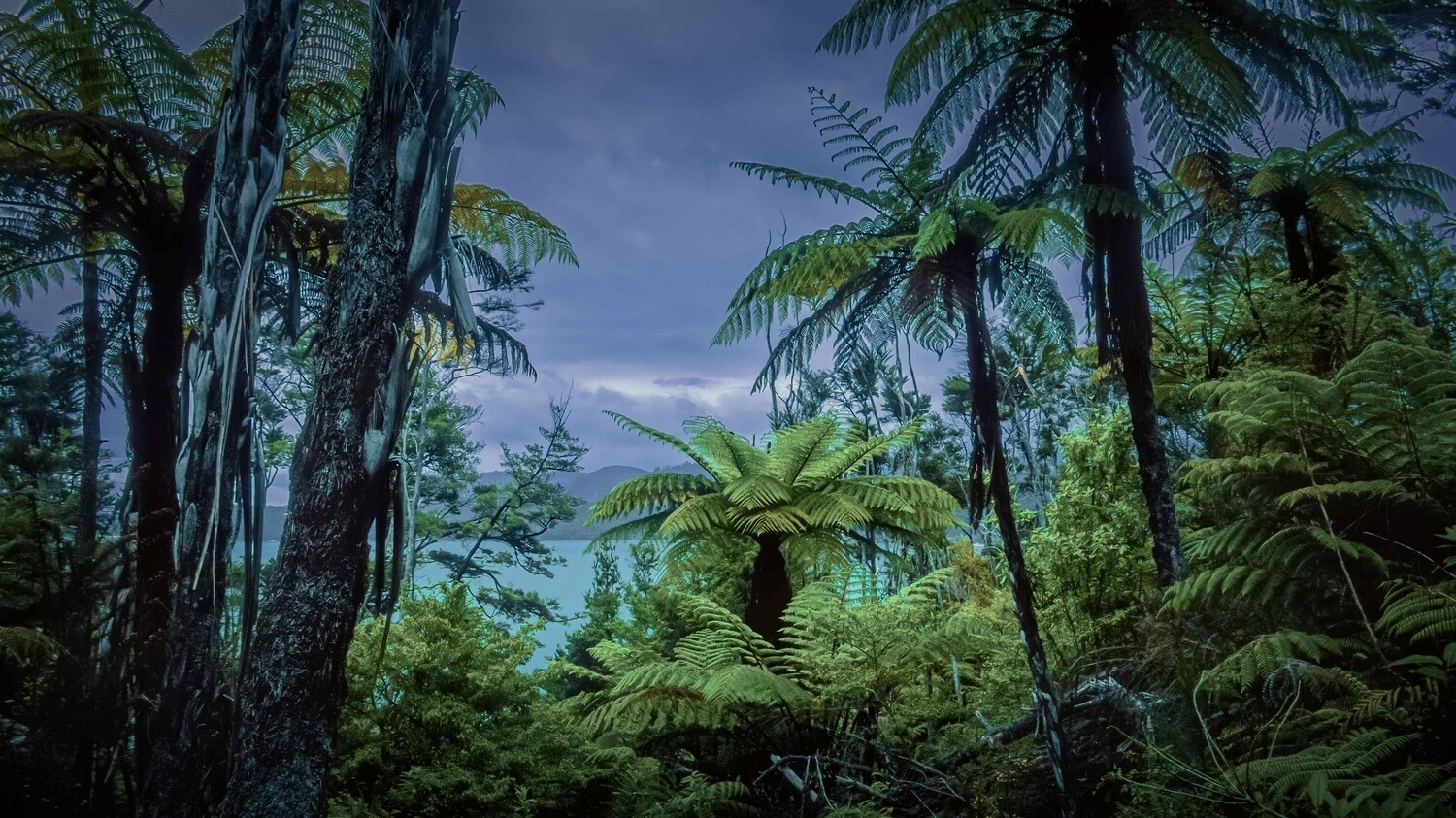 Lush tropical forest canopy with tall tree ferns and palm fronds beneath overcast sky