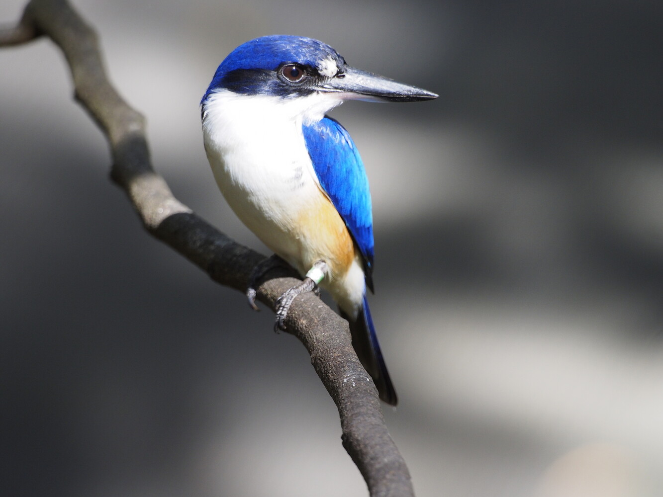 Small kingfisher with bright blue back and white underside perched on a thin branch
