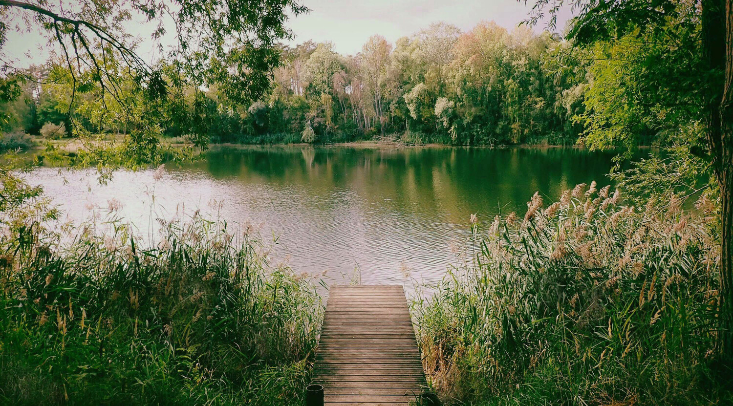 Wooden dock extending into a calm river surrounded by dense green trees and reeds