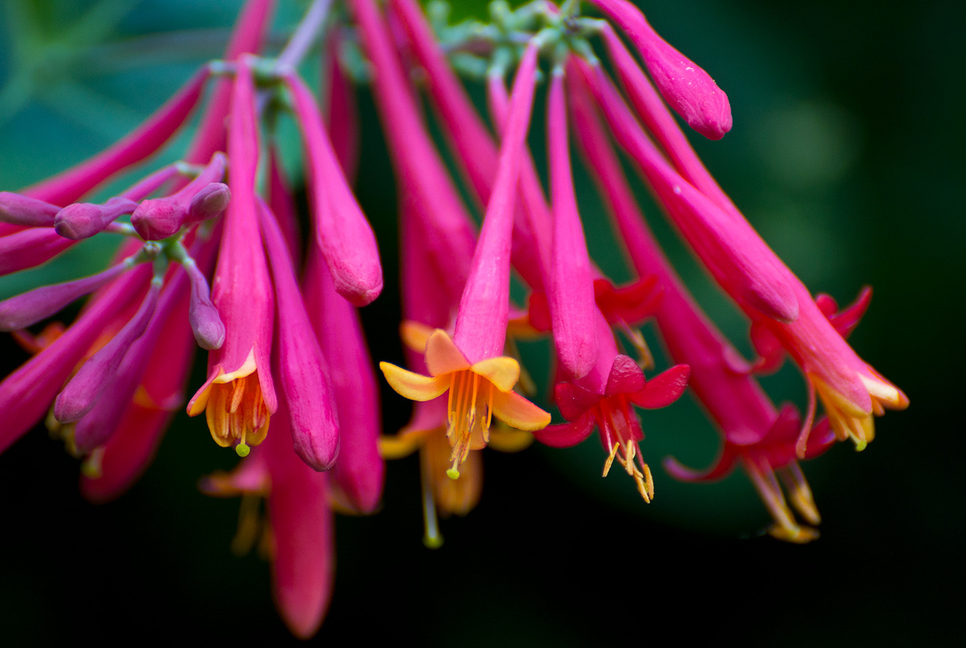 View Trumpet Honeysuckle by Marcus Lowe