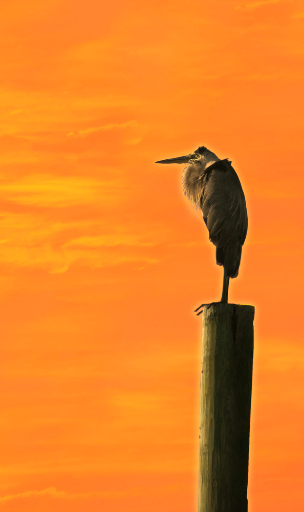 View Sunset Bird by Marcus Lowe