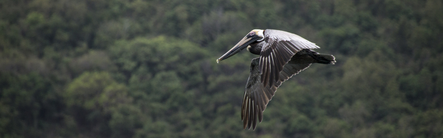 View Brown Pelican in Flight by Graham Veitch
