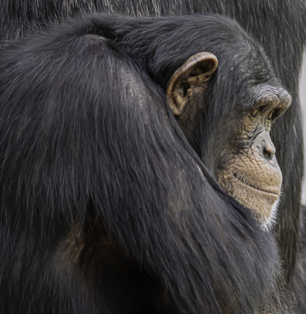 Close-up portrait of an adult chimpanzee in profile showing detailed facial features and dark fur